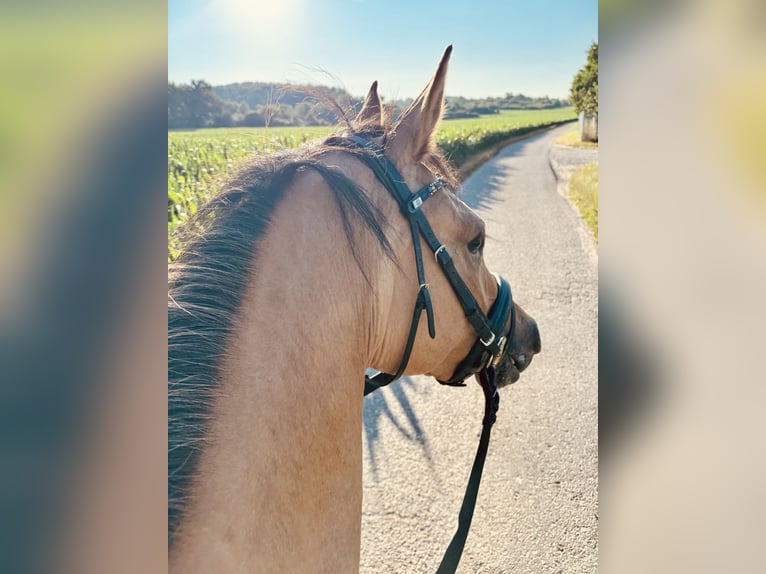 German Riding Pony Mare 3 years 14,3 hh Dun in Kraichtal