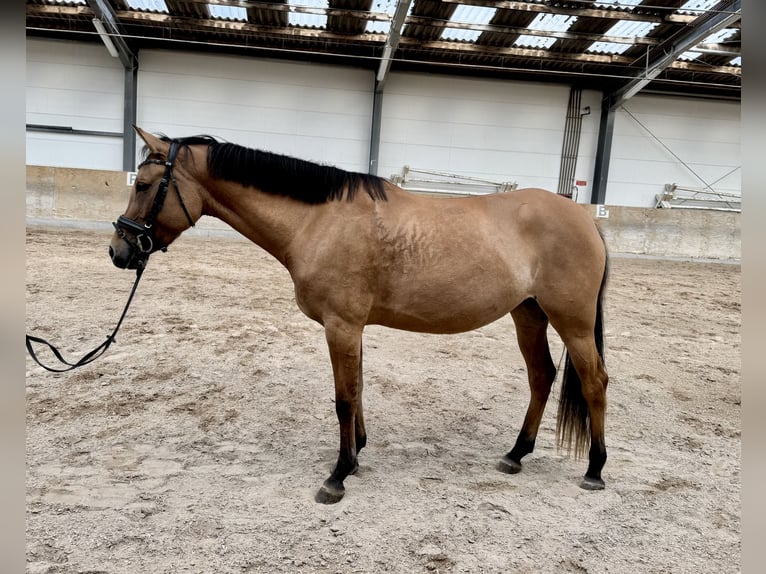 German Riding Pony Mare 3 years 14,3 hh Dun in Kraichtal
