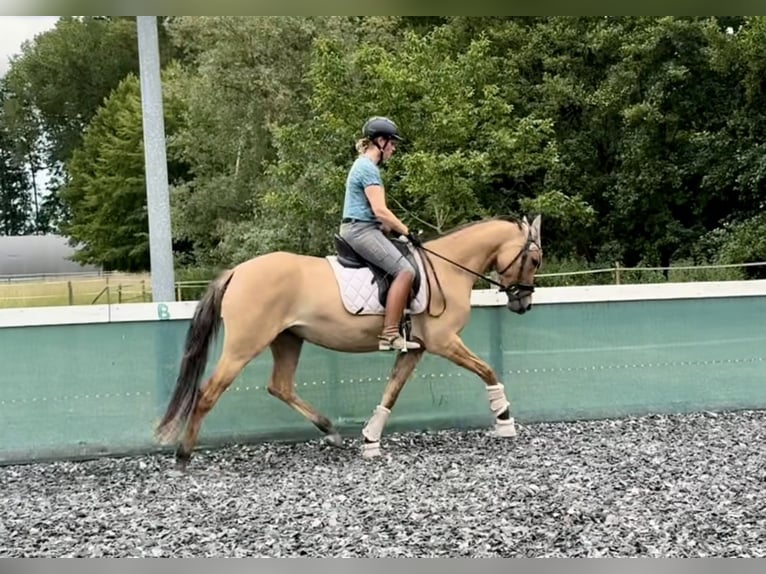 German Riding Pony Mare 3 years 14,3 hh Dun in Kraichtal
