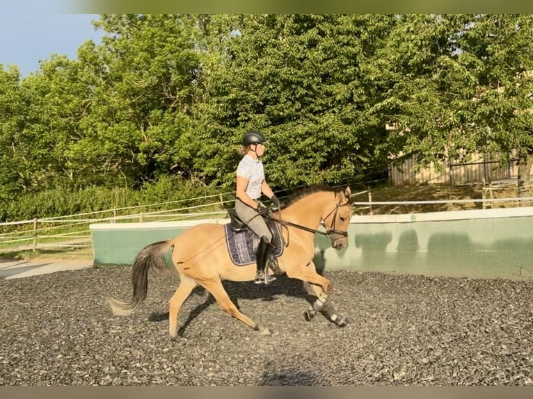 German Riding Pony Mare 3 years 14,3 hh Dun in Kraichtal