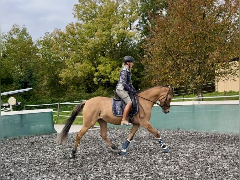 German Riding Pony Mare 3 years 14,3 hh Dun in Kraichtal