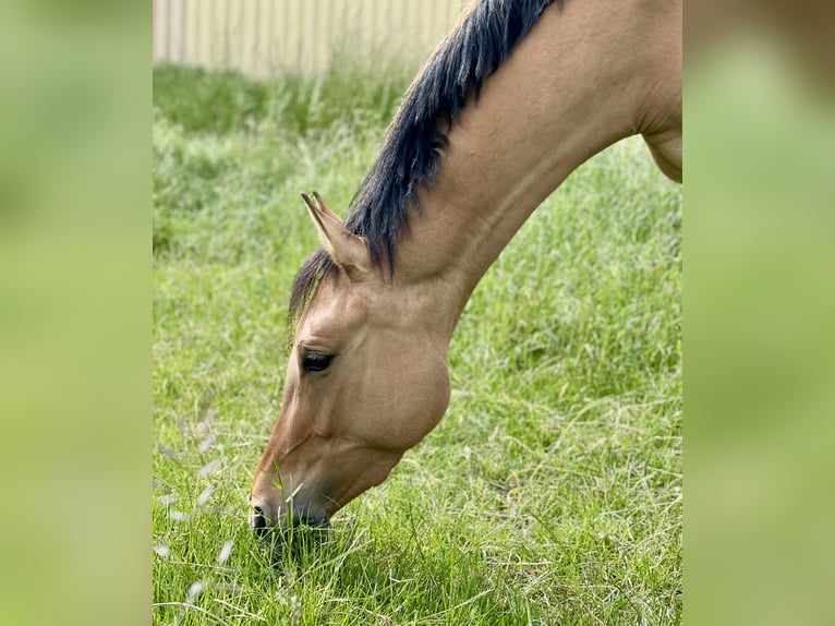 German Riding Pony Mare 3 years 14,3 hh Dun in Kraichtal