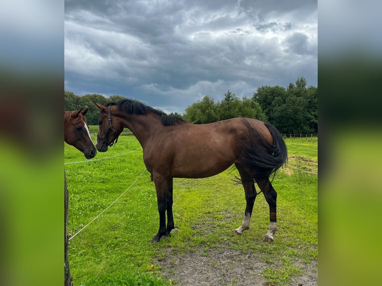German Riding Pony Mare 3 years 14,3 hh in Bad Zwischenahn