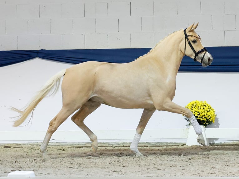 German Riding Pony Mare 3 years 14,3 hh Palomino in Marsberg