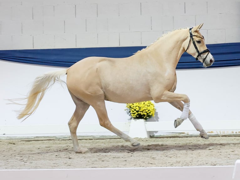 German Riding Pony Mare 3 years 14,3 hh Palomino in Marsberg