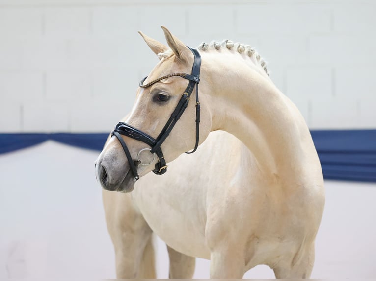 German Riding Pony Mare 3 years 14,3 hh Palomino in Marsberg