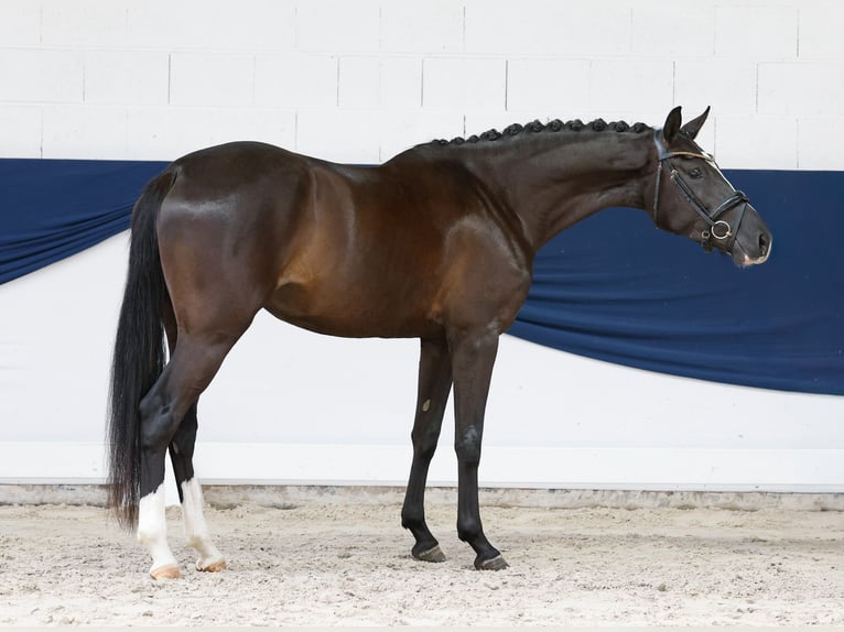 German Riding Pony Mare 3 years 15.1 hh Black in Marsberg