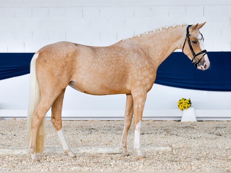 German Riding Pony Mare 3 years 15,1 hh Palomino in Marsberg