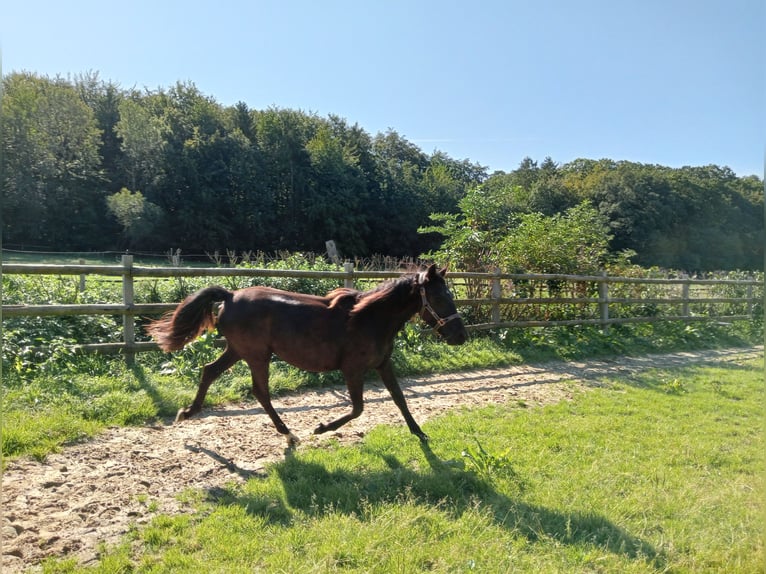 German Riding Pony Mare 3 years 15,1 hh Smoky-Black in Laufenburg