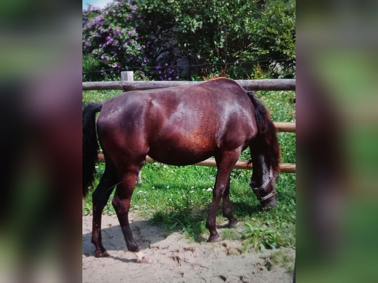 German Riding Pony Mare 3 years 15,1 hh Smoky-Black in Laufenburg