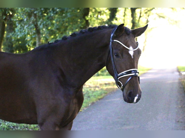 German Riding Pony Mare 3 years 15,2 hh Brown in Recke, bei Osnabrück