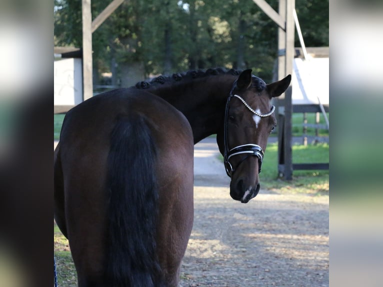 German Riding Pony Mare 3 years 15,2 hh Brown in Recke, bei Osnabrück