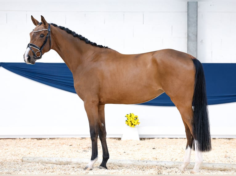 German Riding Pony Mare 3 years 15,2 hh Brown in Marsberg