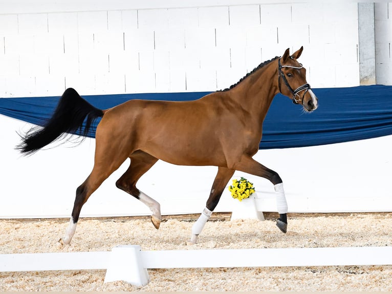 German Riding Pony Mare 3 years 15,2 hh Brown in Marsberg