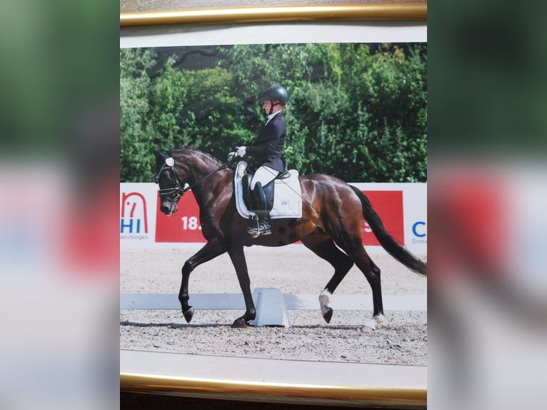 German Riding Pony Mare 3 years 15 hh Bay-Dark in Donaueschingen