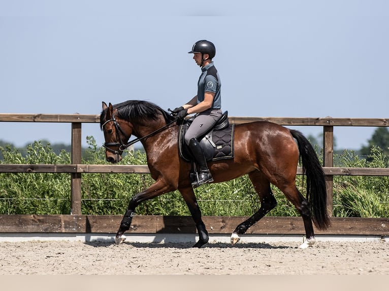German Riding Pony Mare 3 years 15 hh Brown in Blesdijke