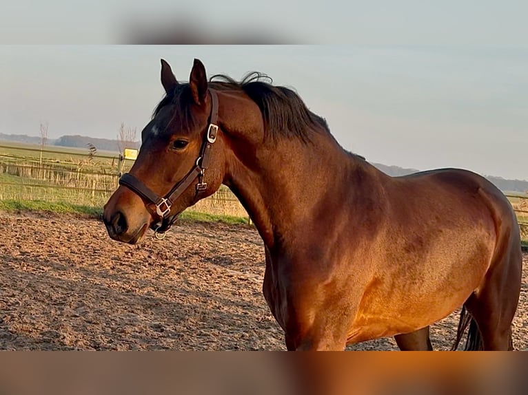 German Riding Pony Mare 3 years 15 hh Brown in Blesdijke