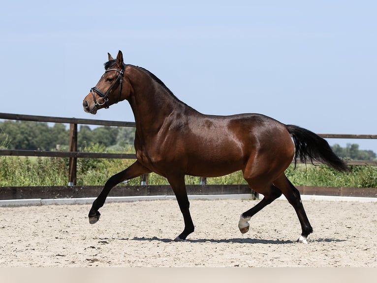 German Riding Pony Mare 3 years 15 hh Brown in Blesdijke