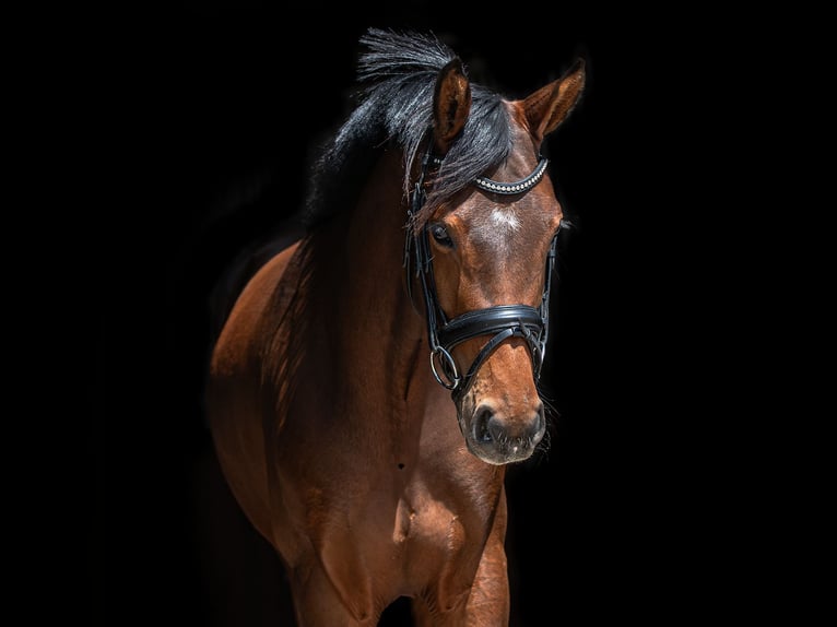 German Riding Pony Mare 3 years 15 hh Brown in Blesdijke