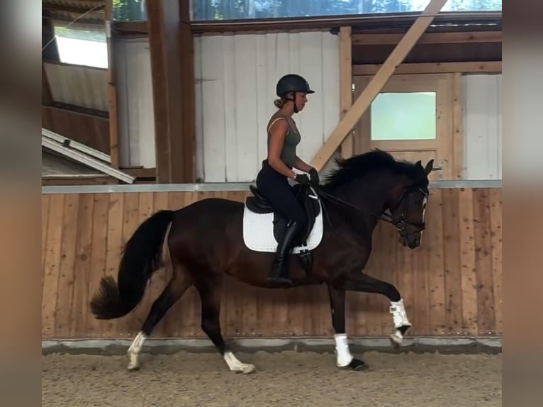 German Riding Pony Mare 3 years 15 hh Brown in Kassel