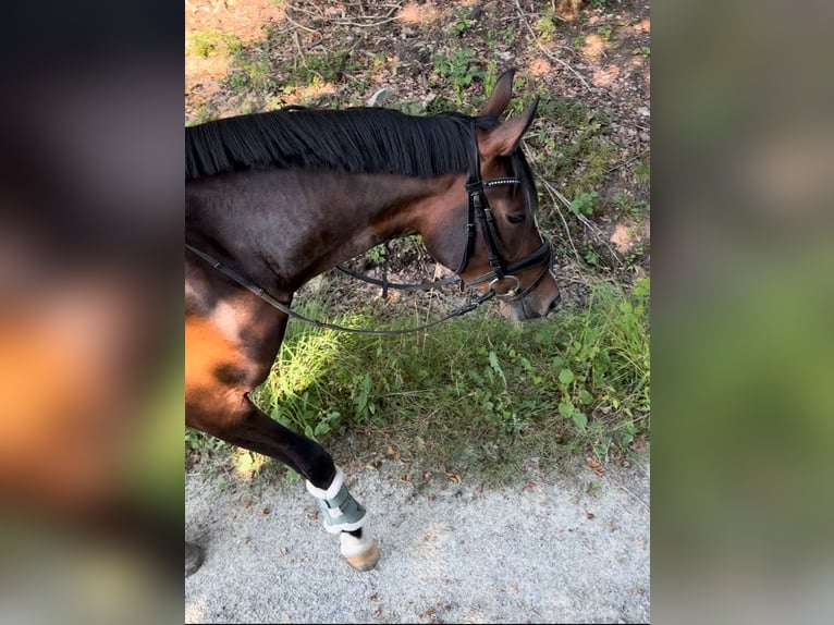 German Riding Pony Mare 3 years 15 hh Brown in Kassel