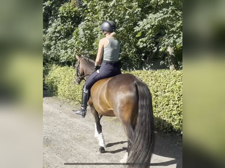 German Riding Pony Mare 3 years 15 hh Brown in Kassel