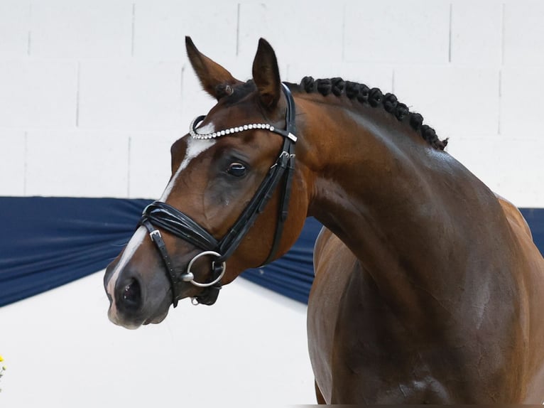 German Riding Pony Mare 3 years 15 hh Brown in Marsberg