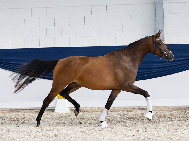 German Riding Pony Mare 3 years 15 hh Brown in Marsberg