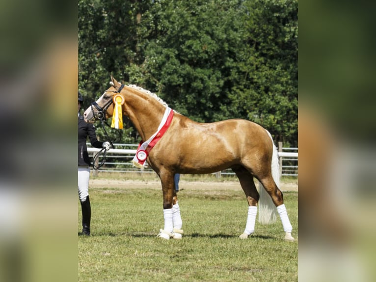 German Riding Pony Mare 3 years 15,1 hh Buckskin in Assen