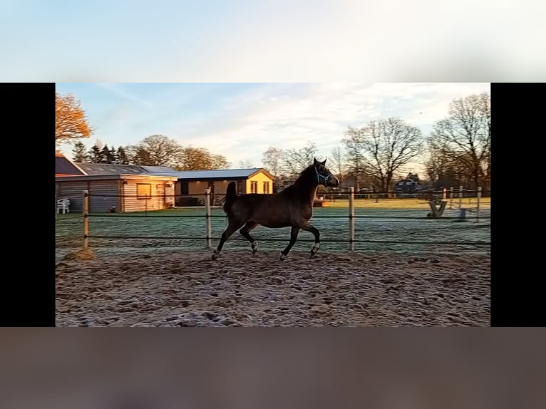 German Riding Pony Mare 3 years 15,1 hh Buckskin in Assen