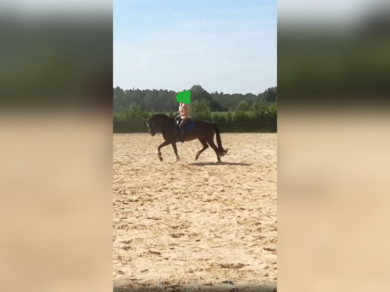 German Riding Pony Mare 3 years 15,1 hh Buckskin in Assen