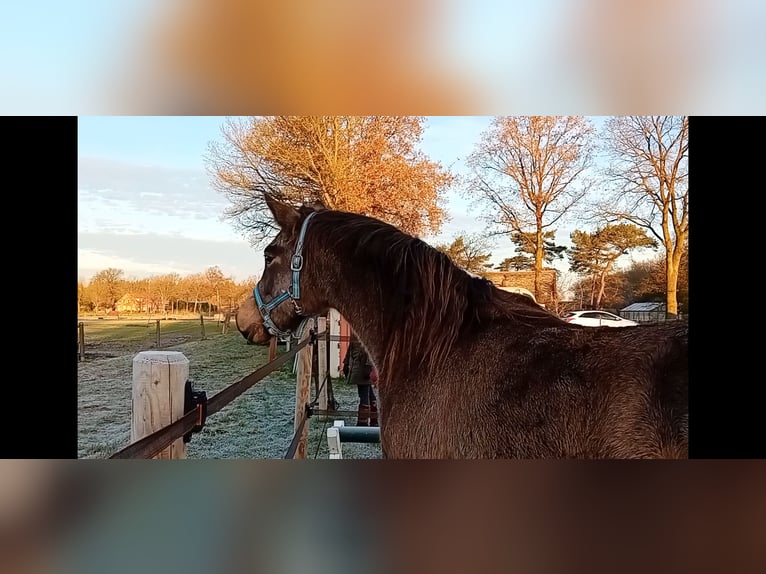 German Riding Pony Mare 3 years 15,1 hh Buckskin in Assen