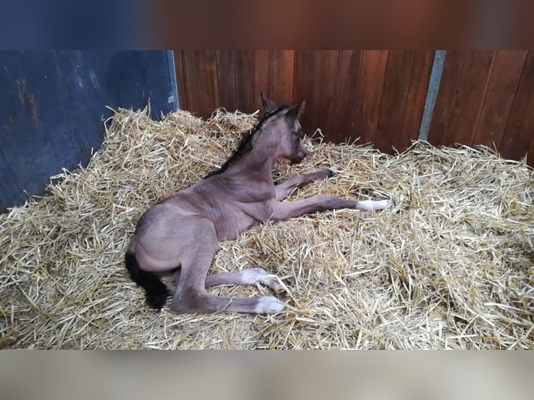 German Riding Pony Mare 3 years 15,1 hh Buckskin in Assen