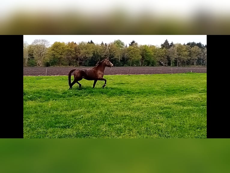 German Riding Pony Mare 3 years 15,1 hh Buckskin in Assen