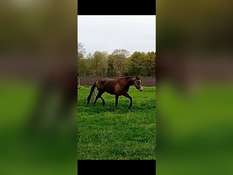 German Riding Pony Mare 3 years 15,1 hh Buckskin in Assen