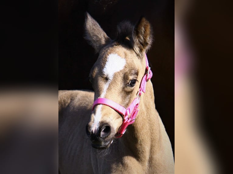 German Riding Pony Mare 3 years 15,1 hh Buckskin in Assen