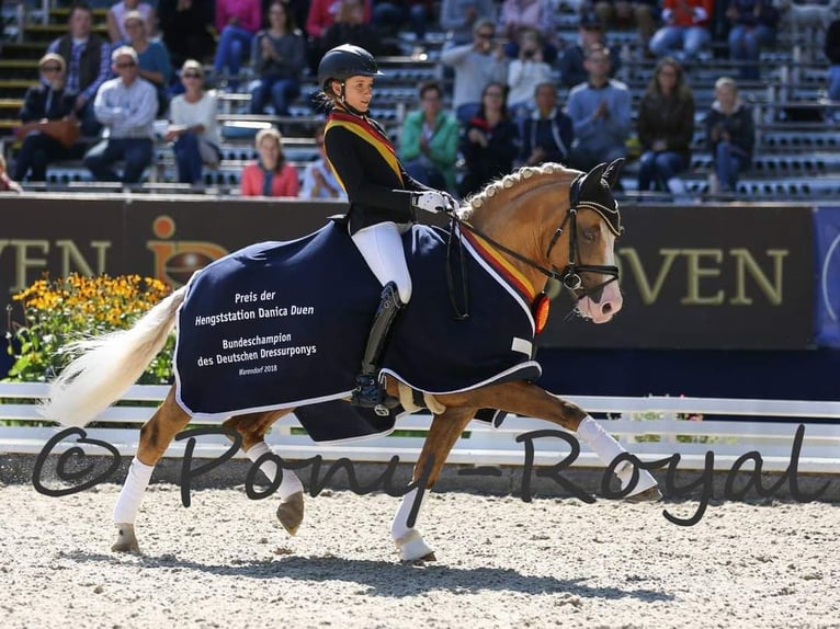 German Riding Pony Mare 3 years 15,1 hh Buckskin in Assen