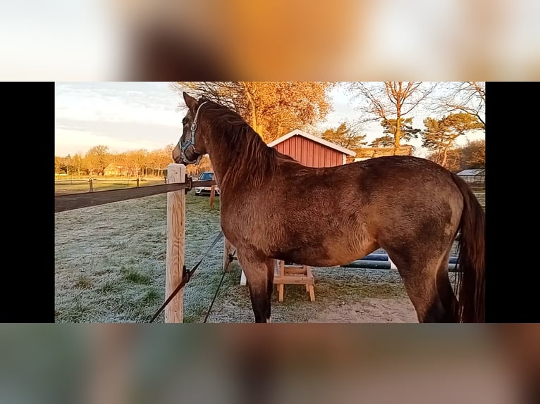 German Riding Pony Mare 3 years 15,1 hh Buckskin in Assen