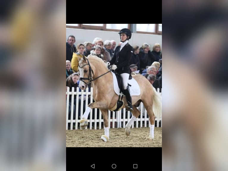 German Riding Pony Mare 3 years 15,1 hh Buckskin in Assen
