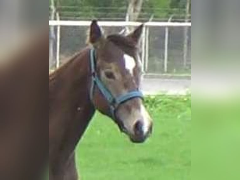 German Riding Pony Mare 3 years 15,1 hh Buckskin in Assen