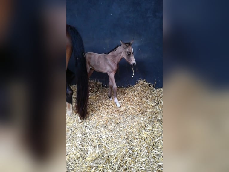 German Riding Pony Mare 3 years 15,1 hh Buckskin in Assen