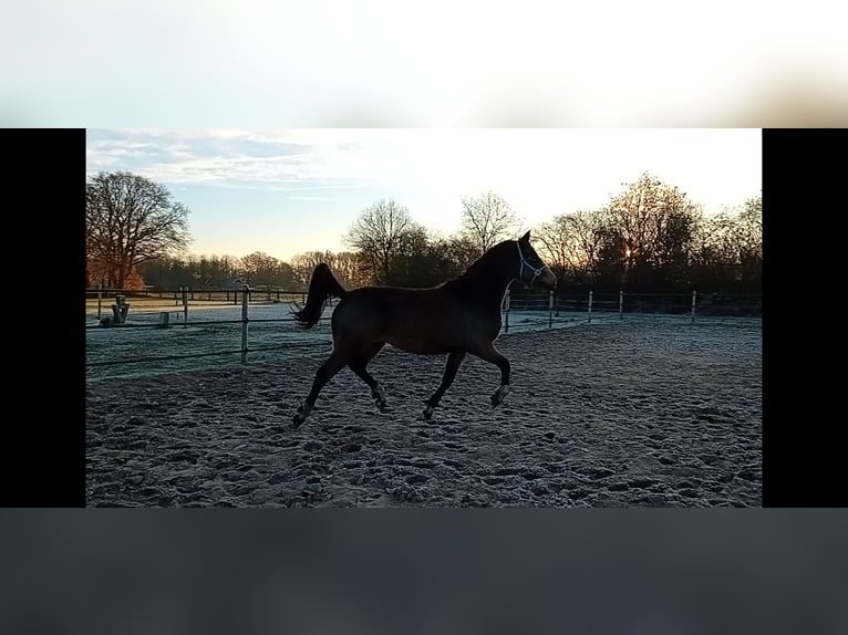 German Riding Pony Mare 3 years 15,1 hh Buckskin in Assen