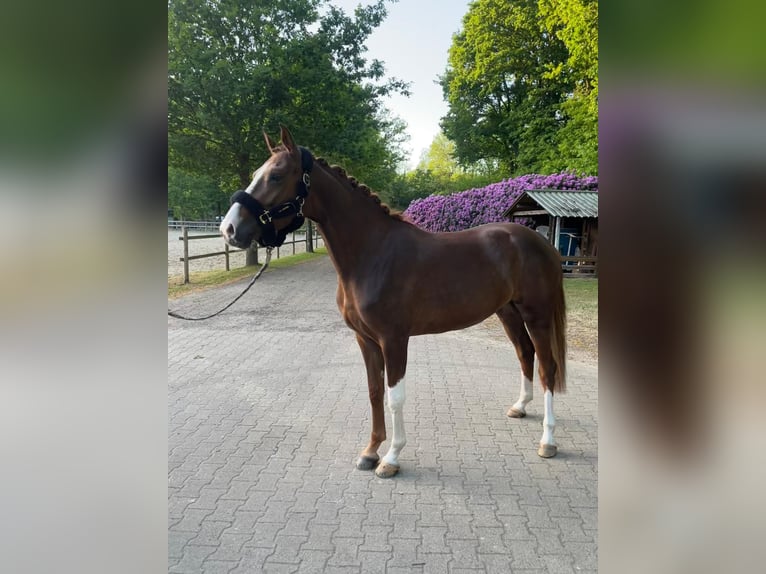 German Riding Pony Mare 3 years 15,1 hh Chestnut in Eydelstedt German Riding Pony Mare 3 years 15,1 hh Chestnut in Eydelstedt