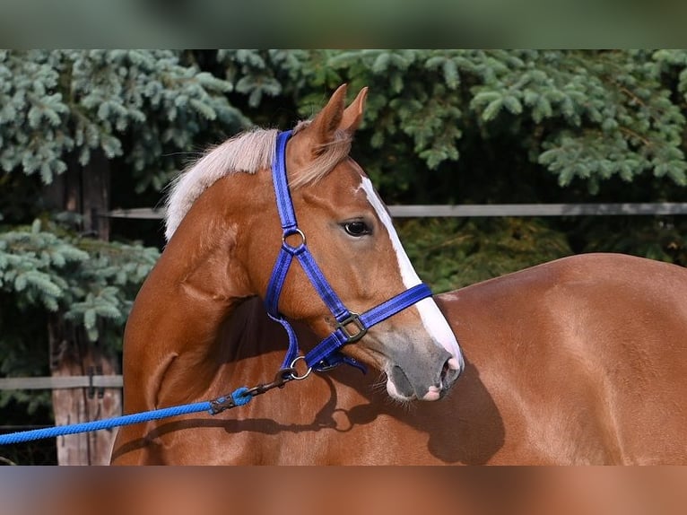 German Riding Pony Mare 3 years Chestnut-Red in Reichenwalde