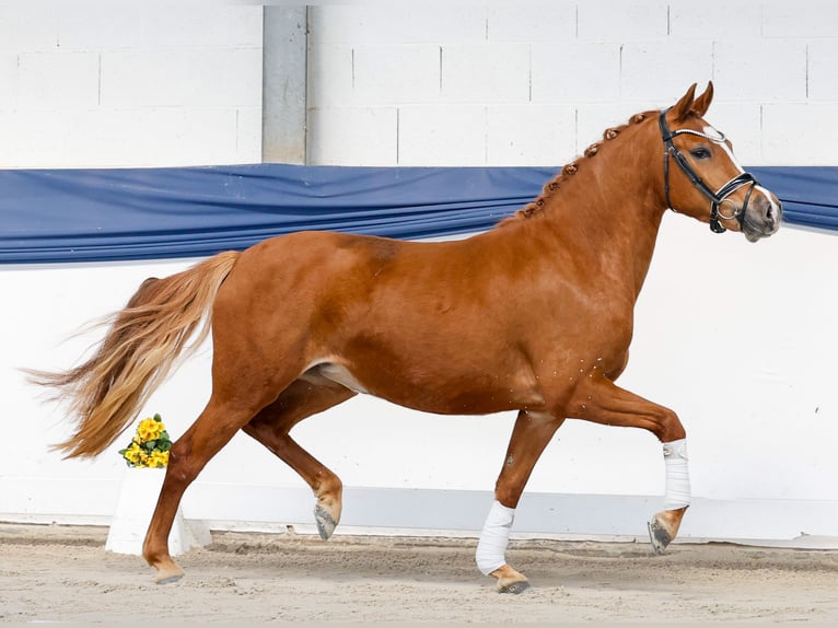 German Riding Pony Mare 3 years Chestnut-Red in Marsberg