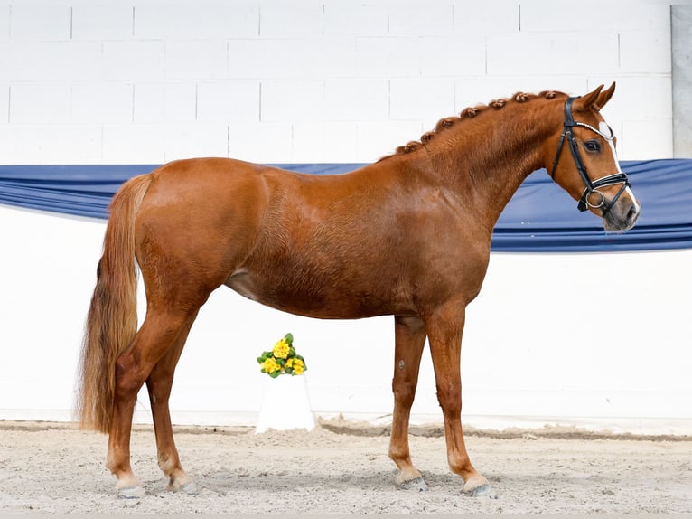 German Riding Pony Mare 3 years Chestnut-Red in Marsberg