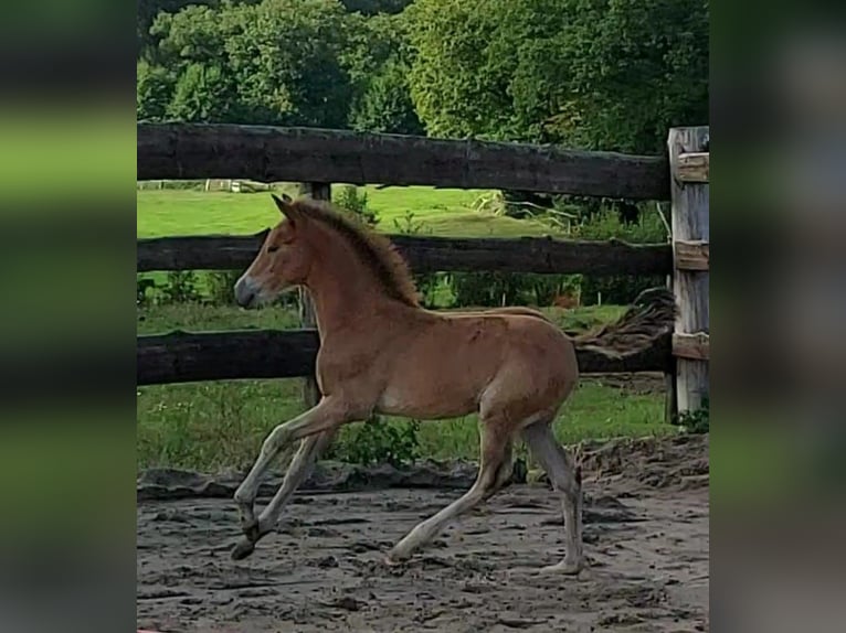 German Riding Pony Mare 3 years in Ritterhude