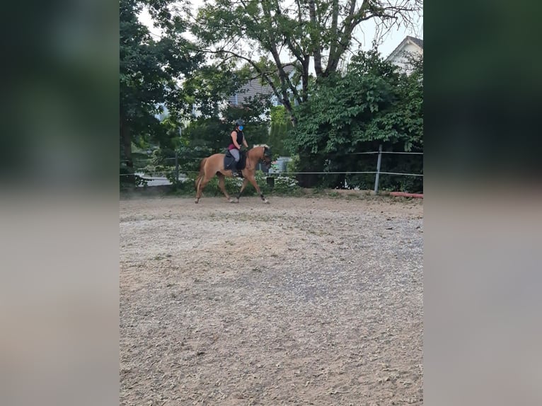 German Riding Pony Mare 4 years 13.1 hh Chestnut-Red in Obfelden