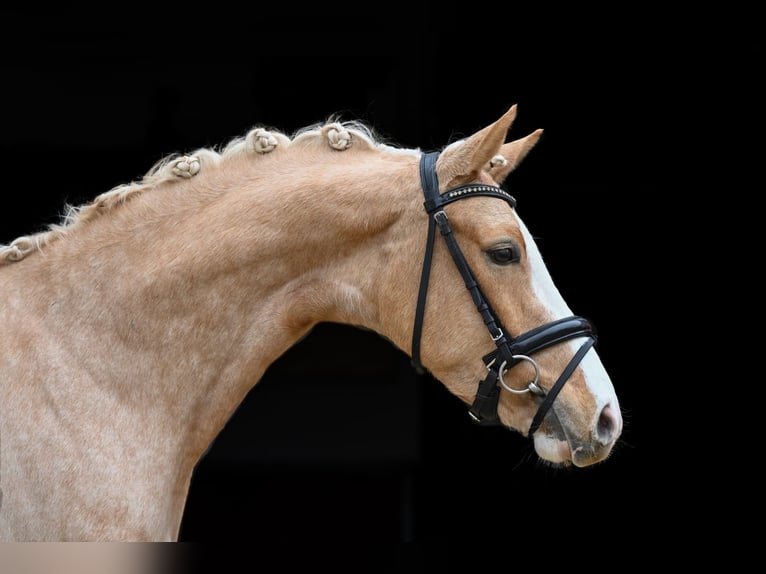 German Riding Pony Mare 4 years 13.1 hh Palomino in Tauberrettersheim