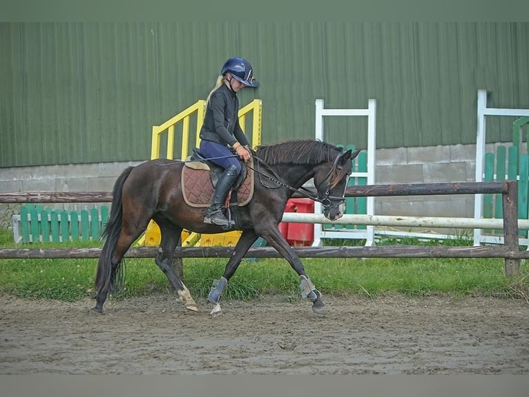 German Riding Pony Mare 4 years 13,2 hh Black in Schuby